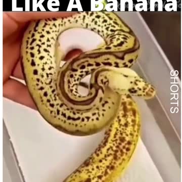 WATCH : Python Looks Like A Banana 😲🐍….