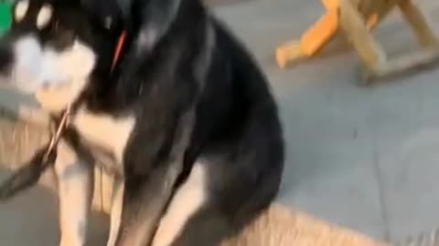 LAUGH OUT LOUD at the FUNNIEST Animal Moments of 2024!