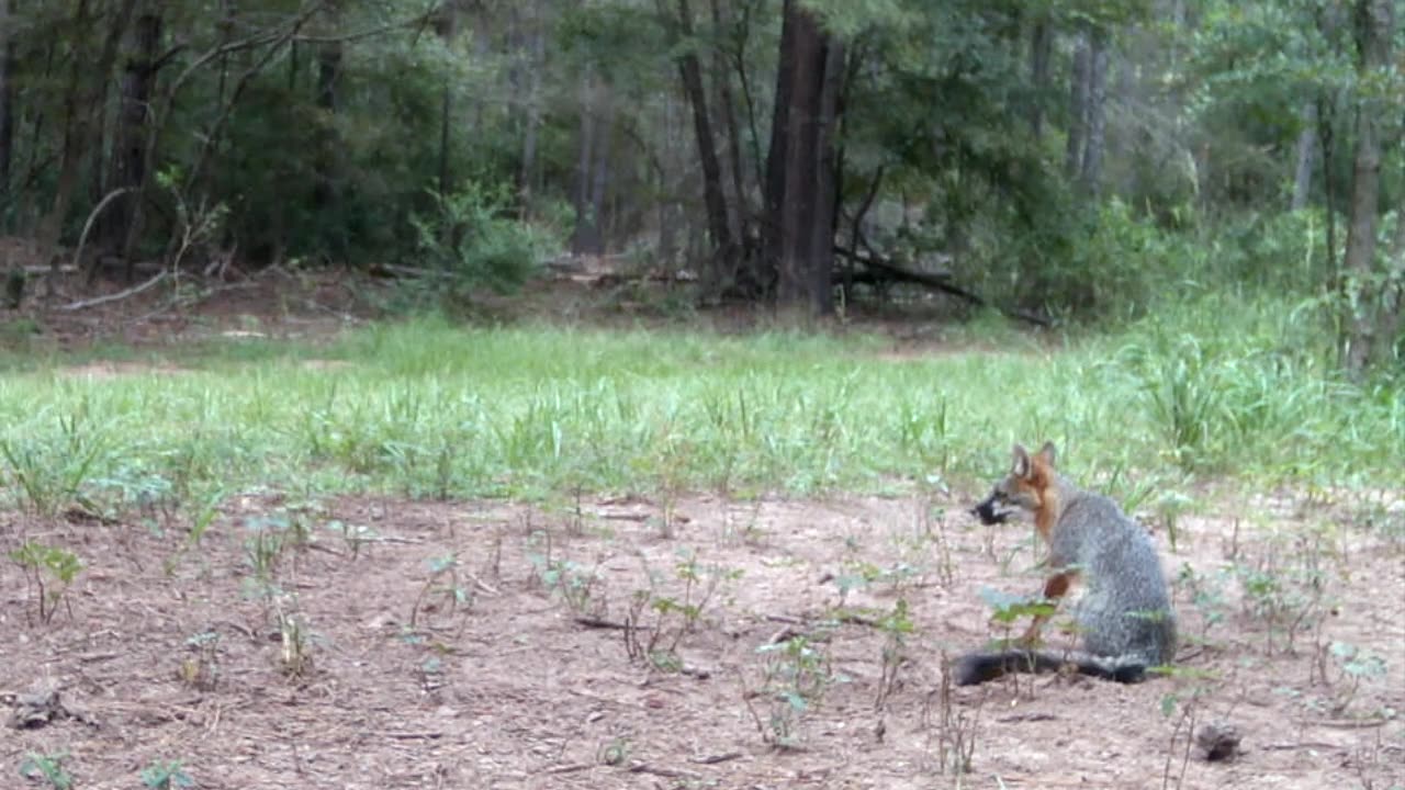 Grey Fox and more, TX Night Hog's & Deer Wkly 9/07/24