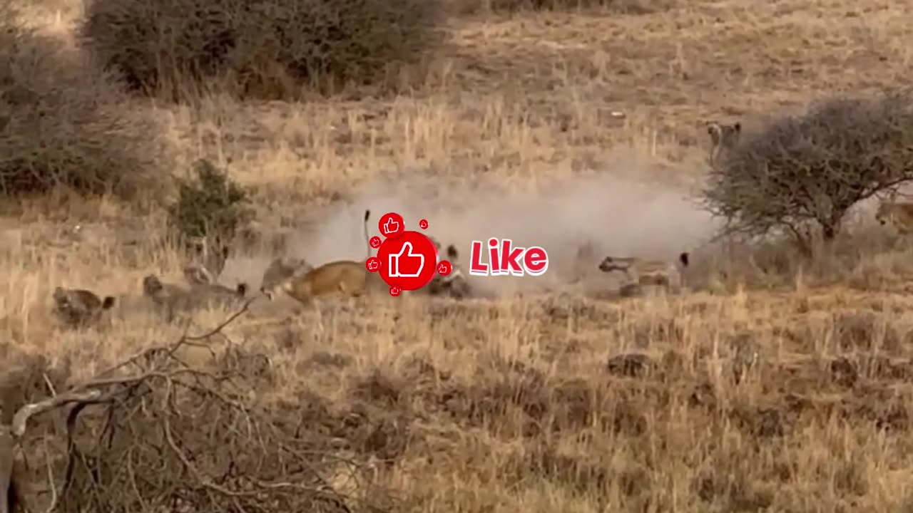 Hyena pack attacks lions