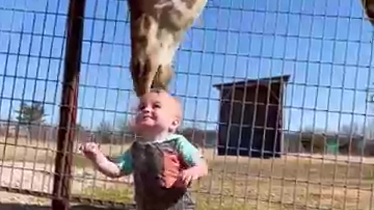 Funny animals video