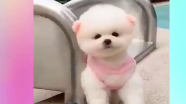 cute puppies