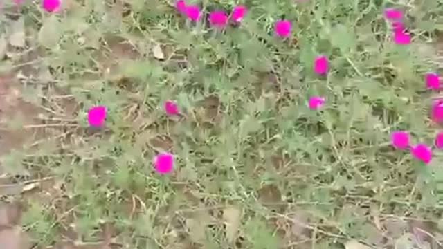 brilliant flowers