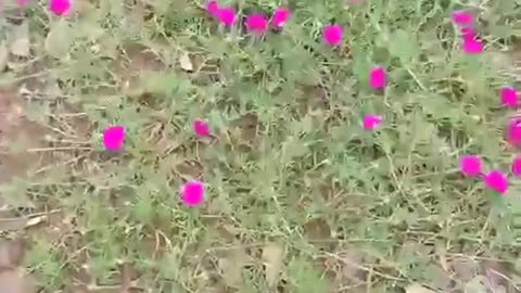 brilliant flowers