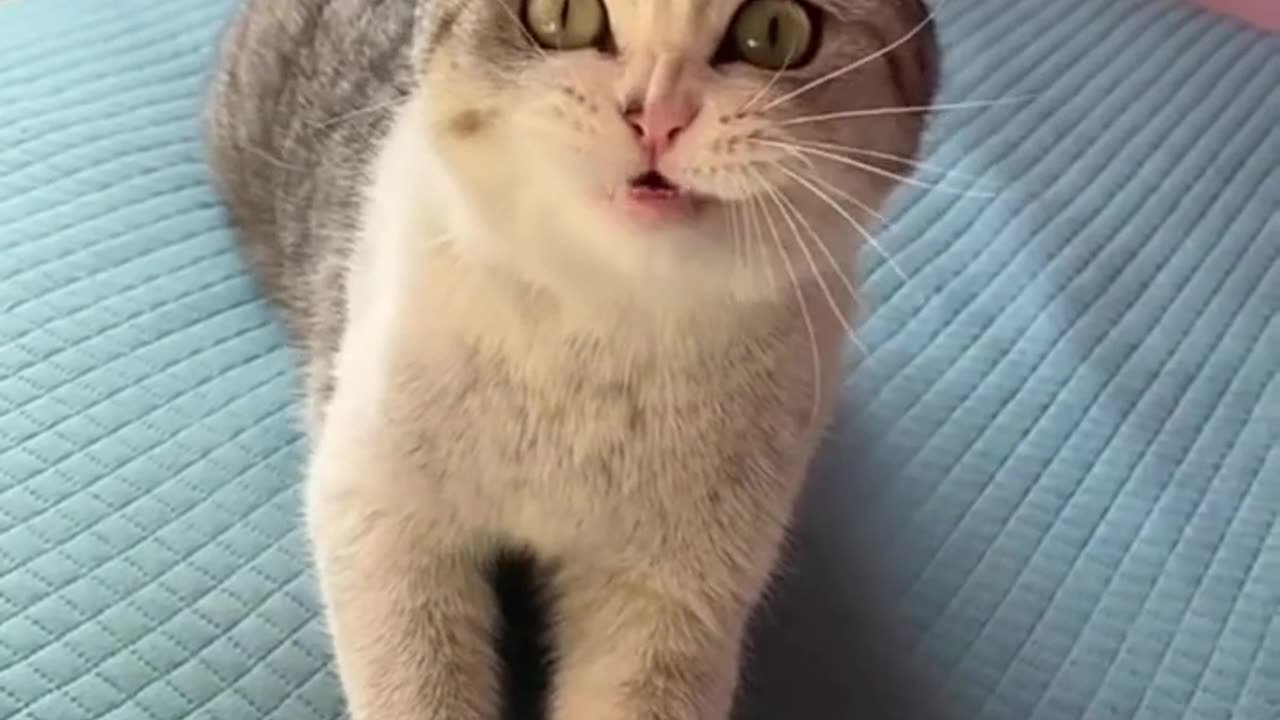 Funny animals
