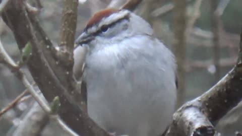 Chirping Sparrow