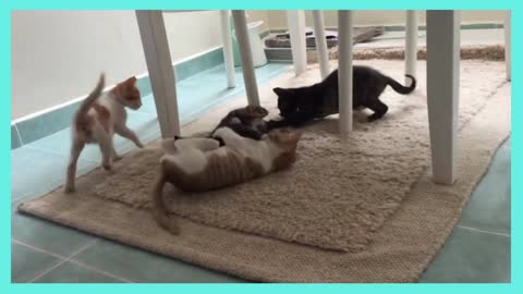 cat puppies relaxation