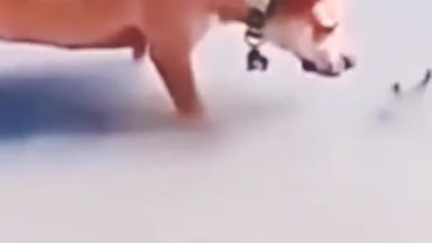 dog shorts video funny video best funny video#funny animal video