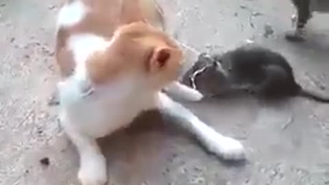 Funny cats dance