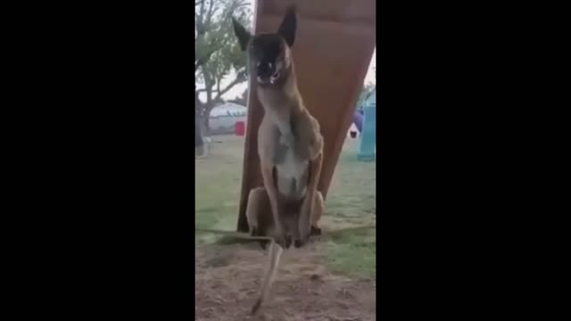 This DOG was RAISED by a KUNG-FU MASTER - INSANE BALANCE!!