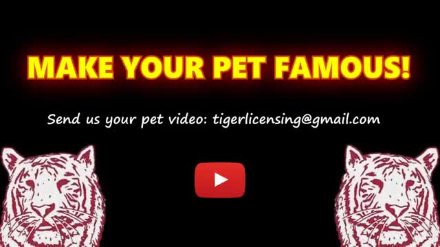 Funny videos