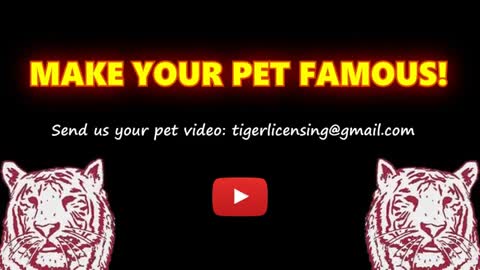 Funny videos
