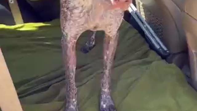 Dog doesn't want DAD to leave him 😂