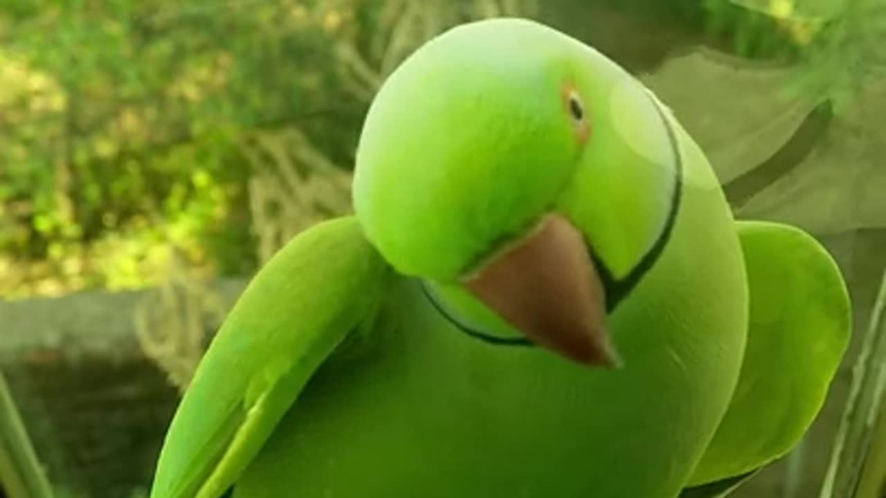 Beautiful Parrot, Parrot