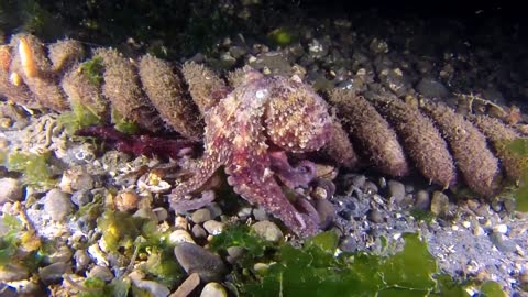 an octopus walk