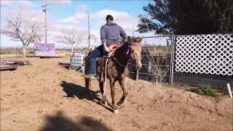 Horse Around with Skybrina