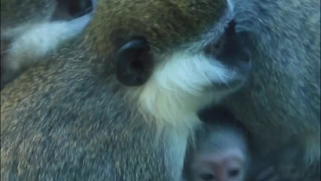 The lemur