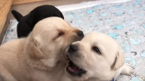 The first puppy games