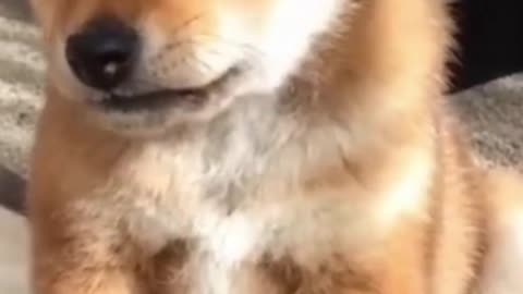 Has The Weekend Come Yet? Funny Moment Dog's Life! Best Cute Shiba Dog Video 2021- Relaxing