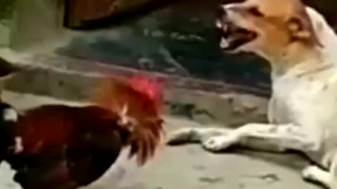 Funny dog voice status video