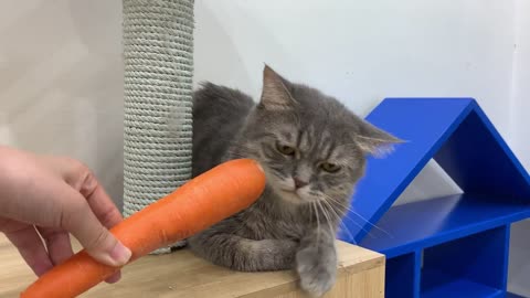 Can Cats Eat Carrots