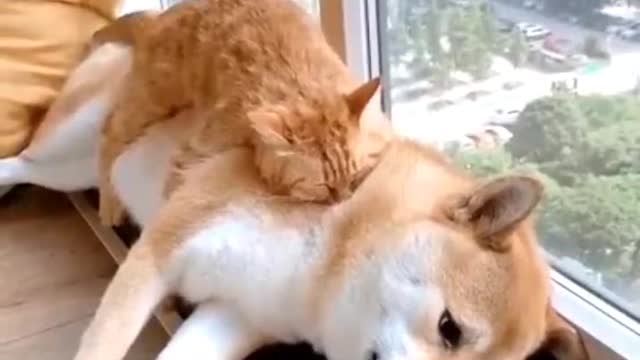 Cat's best friends,,