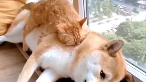 Cat's best friends,,