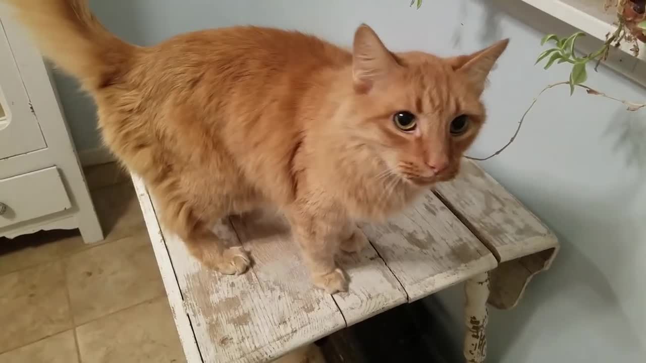 Gus knows what he wants