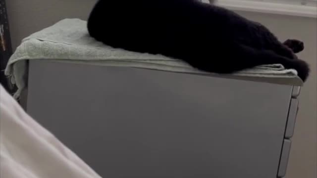 Adopting a Cat from a Shelter Vlog - Precious Piper Falls Asleep While Ironing #shorts