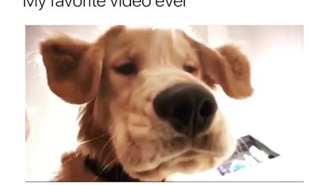 Best Funny Animal Videos 2022 😺 Funny Dog Videos 2022 😁 Funniest Dog Videos 😁😇