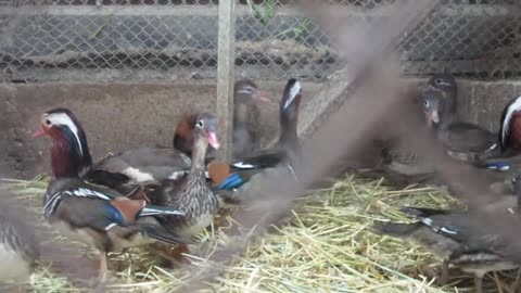 Bobwhite quail chicks, Almost all of them are Mexican Speckled