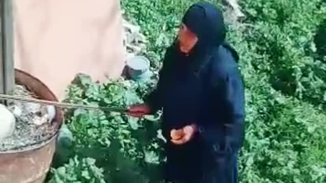 حجه تصيح على أبناءه في الغور هههههههه والسبب