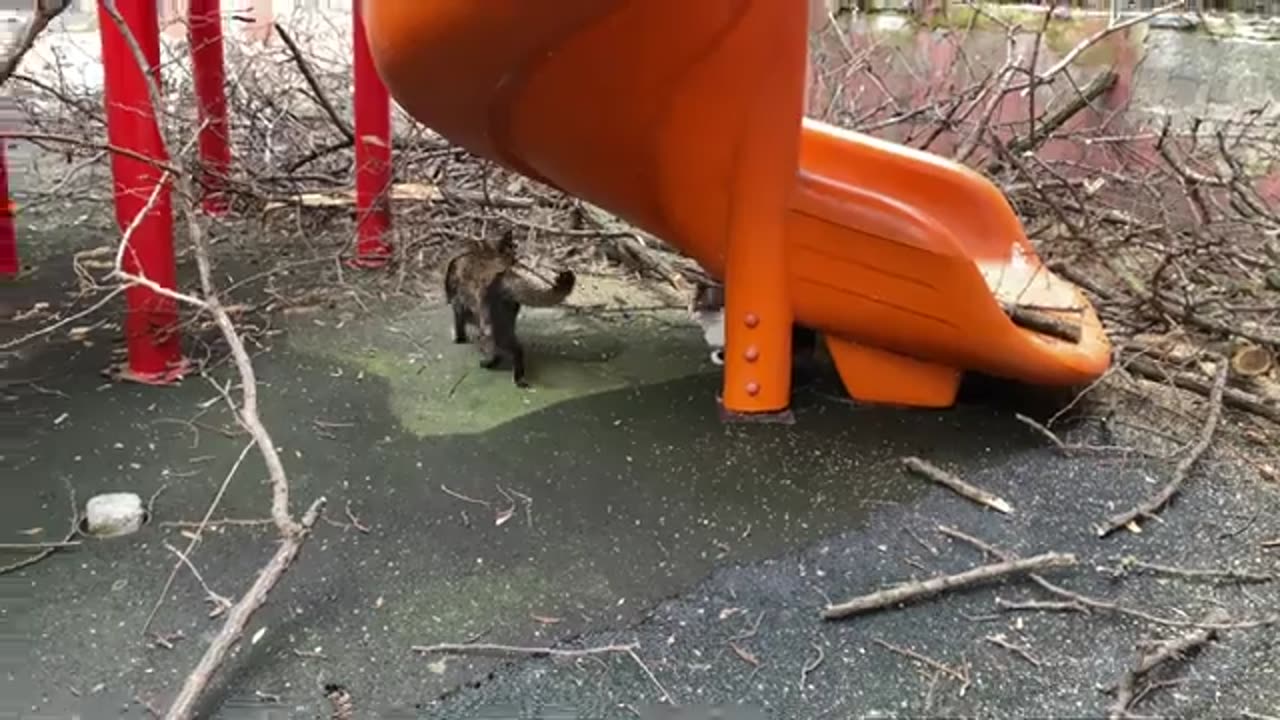 Hungry Cats living on the street. I gave them food. 😥