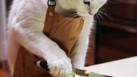 Cat Ai Video Short #shorts #funnyvideo