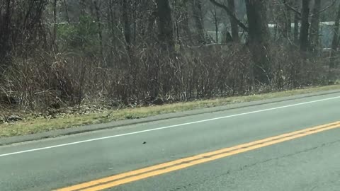 Momma Bear Struggles with Cubs