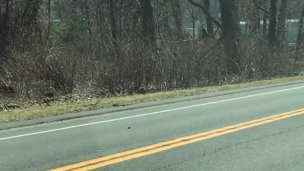 Momma Bear Struggles with Cubs