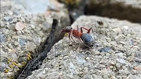 THE SPEED OF THIS SPIDER AS IT HUNTS AN ANT WHILE WEAVING ITS WEB