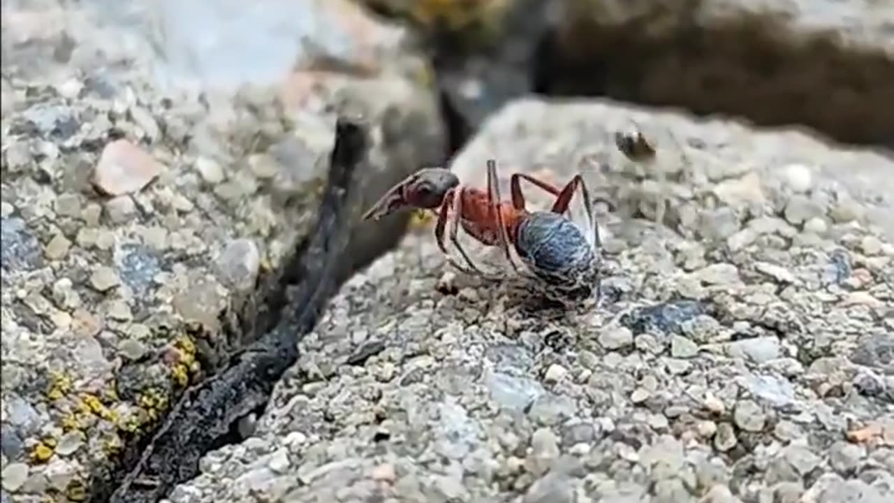 THE SPEED OF THIS SPIDER AS IT HUNTS AN ANT WHILE WEAVING ITS WEB