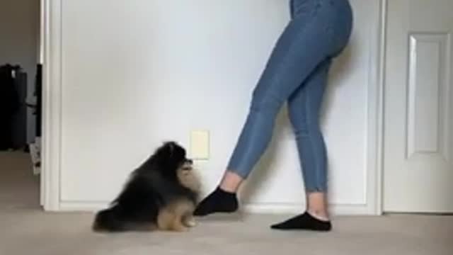 Nice dog dances with its owner?