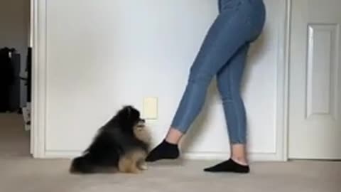 Nice dog dances with its owner?