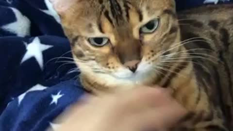 Annoying cAt