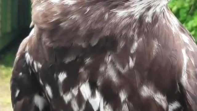 animalambassador