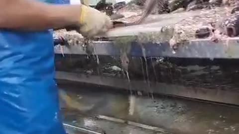 Art Tilapia Slaughter