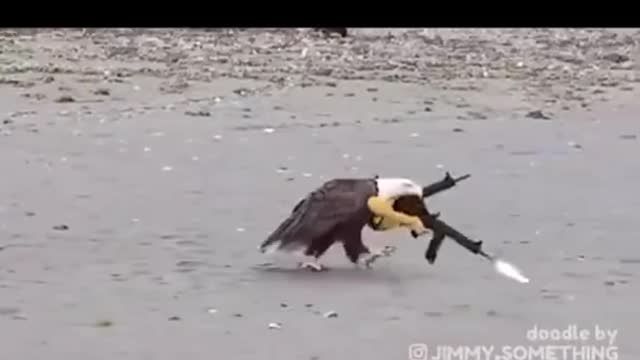 Funny bald eagle