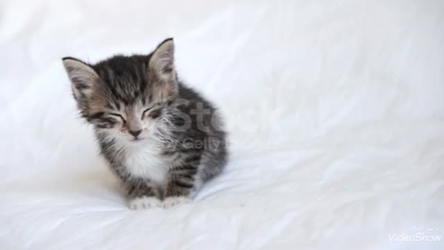 Little kitten sleeping while it standing, so cute