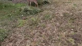 Young Fawn Bounds alongside Canine Pals