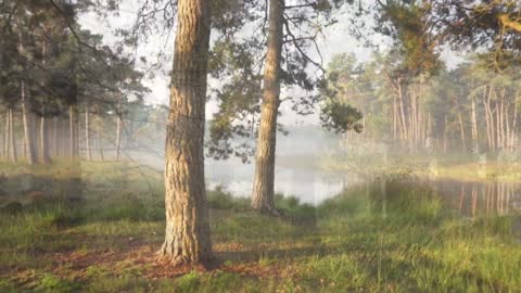 Beautiful nature video