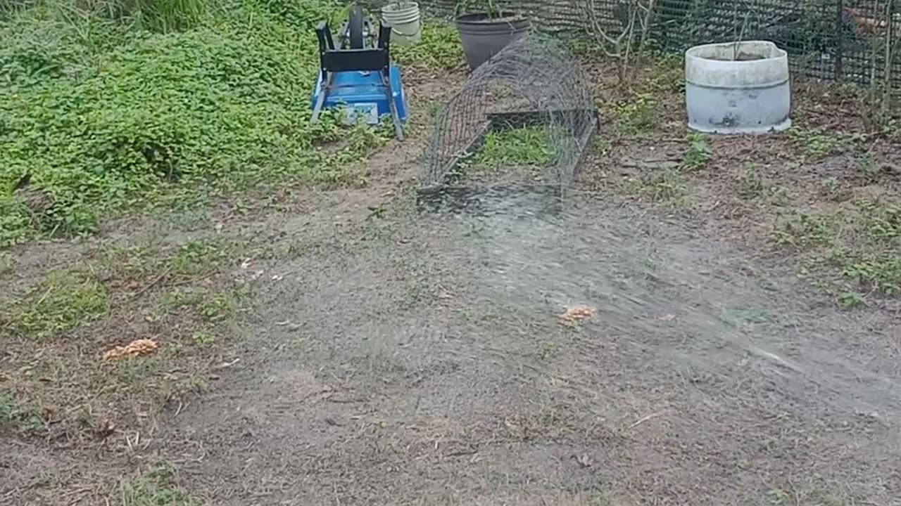 Harvesting More Ringless Honey Mushrooms!