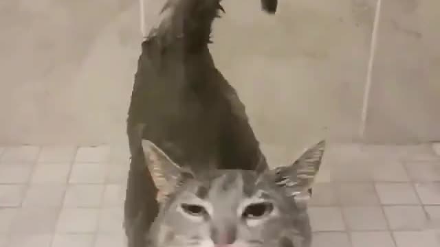 Very cute bathing cat