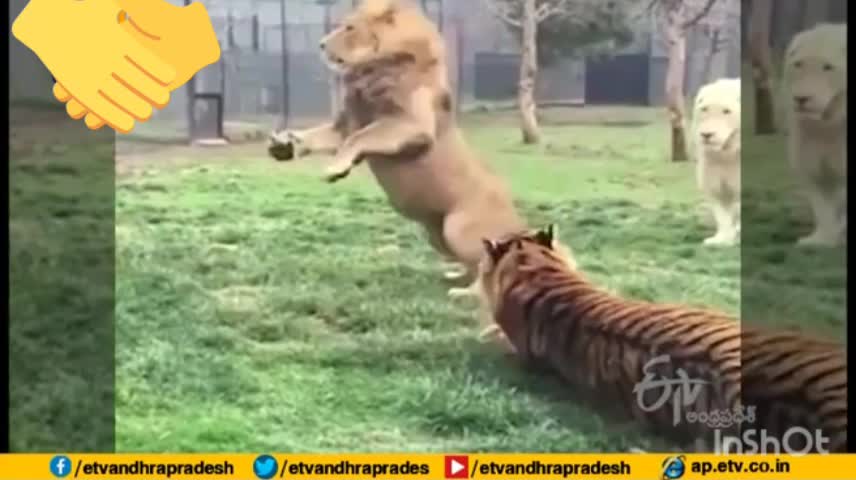 Lion Gets Into a Fight With Tiger into zoo | Viral Video